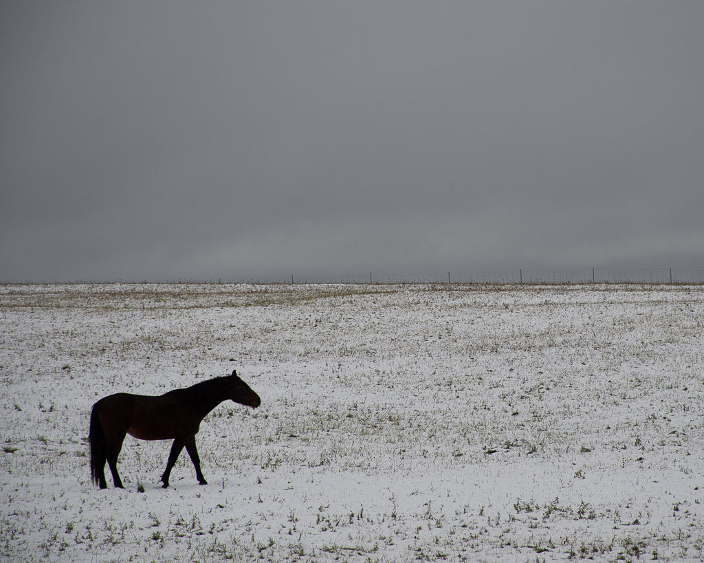 Lone Horse in Winter - Minimalist Prairie Landscape
