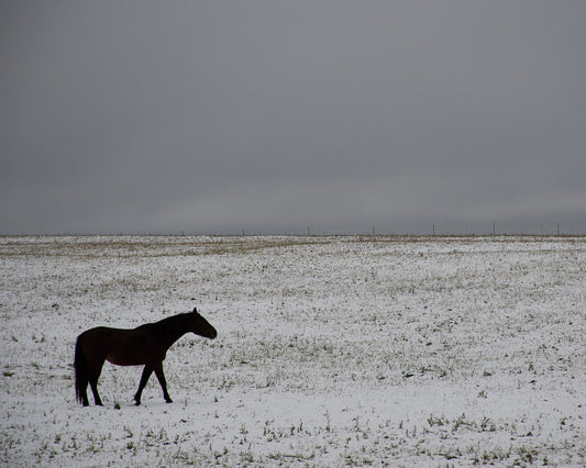 Lone Horse in Winter - Minimalist Prairie Landscape